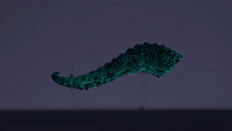 Backdrop from Whispers