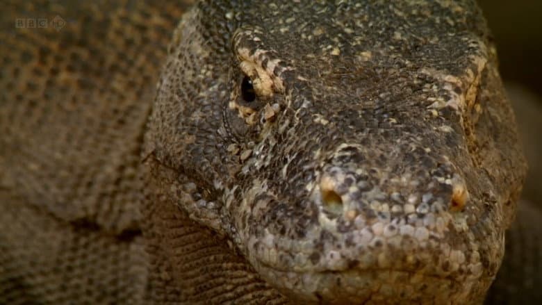 Backdrop from The Natural World--Komodo: The Deadly Bite
