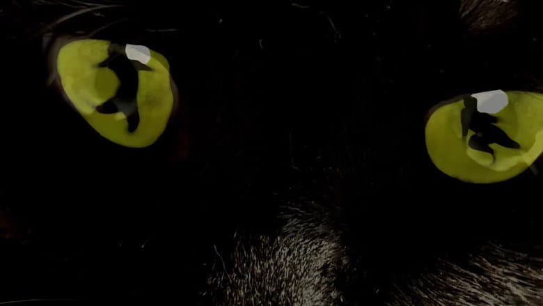Backdrop from What's New, Pussycat!: Backstage at 'Cats' with Tyler Hanes