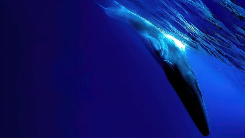 Backdrop from The Loneliest Whale: The Search for 52