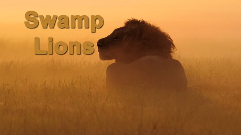 Backdrop from Swamp Lions