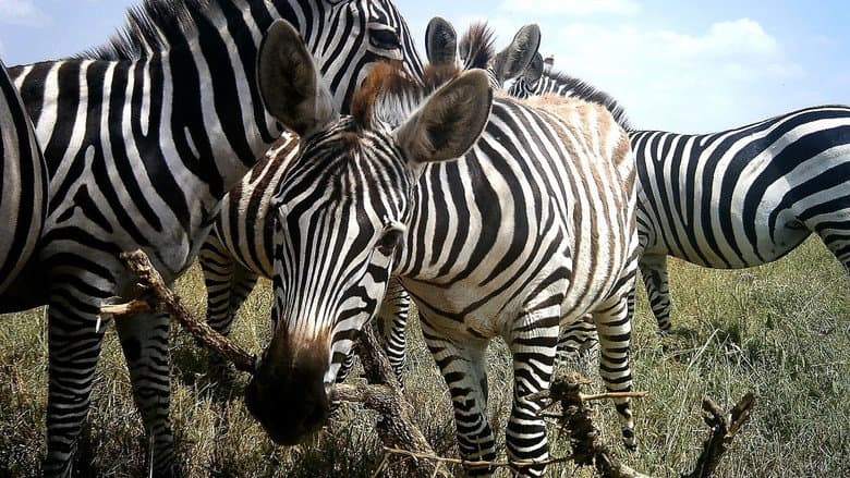 Backdrop from Amazing Animal Selfies