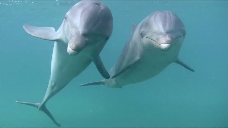 Backdrop from Dolphins