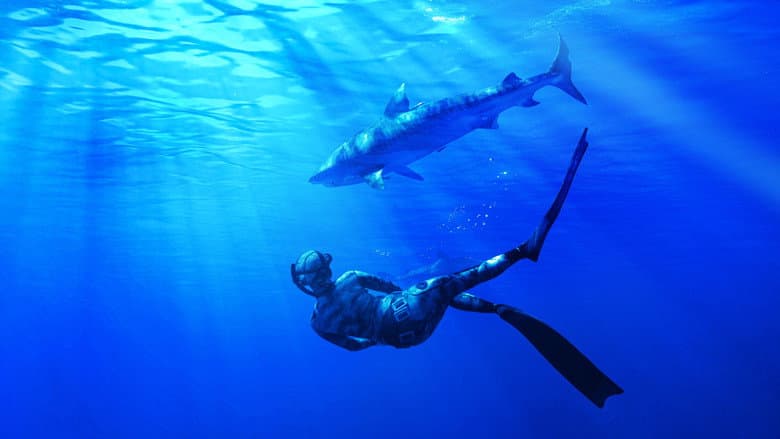 Backdrop from Maui Shark Mystery