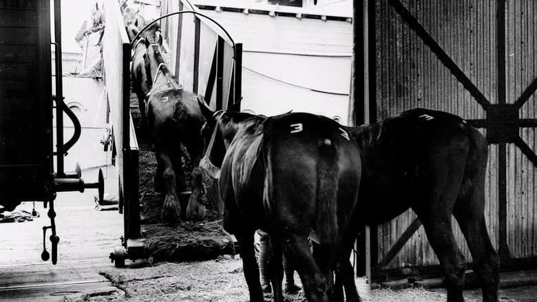 Backdrop from Clydesdale: Saving the Greatest Horse