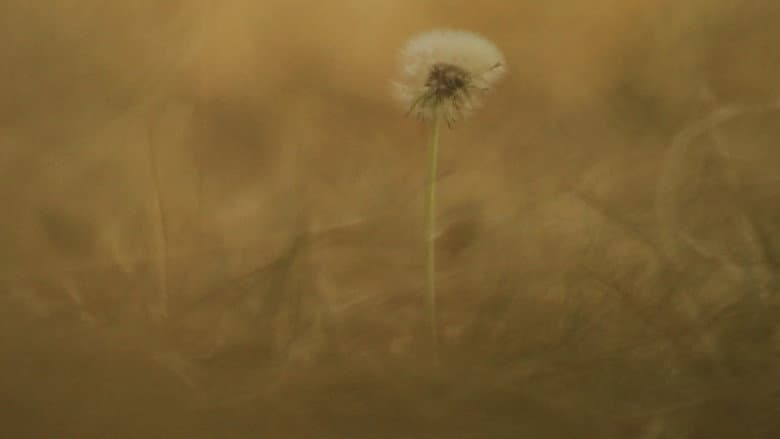 Backdrop from Pradera