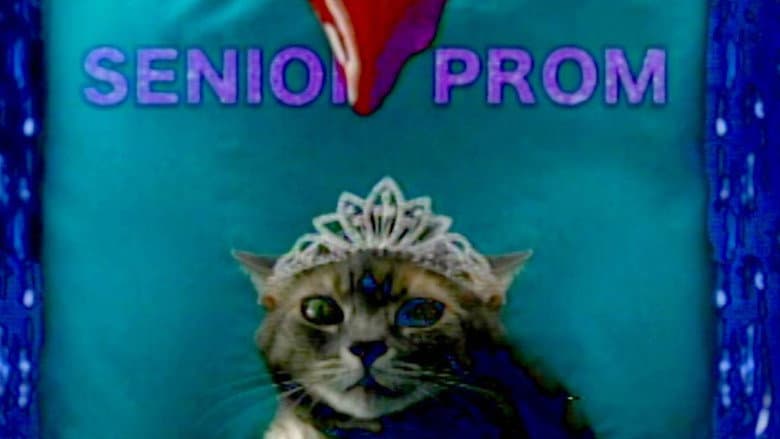 Backdrop from She's Allergic to Cats