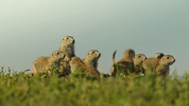Backdrop from Going Nuts: Tales from the Squirrel World