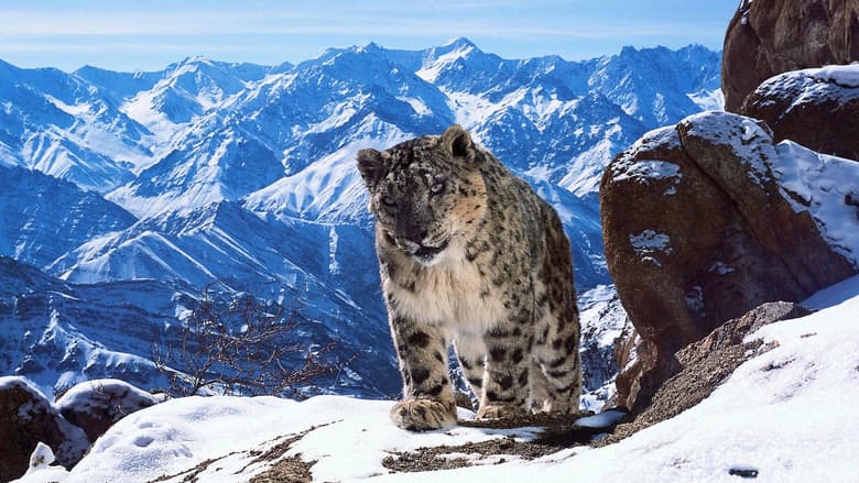Backdrop from Planète animale 2 : Survivre
