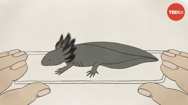 Backdrop from These Salamanders Snack on Each Other (But Don't Die)