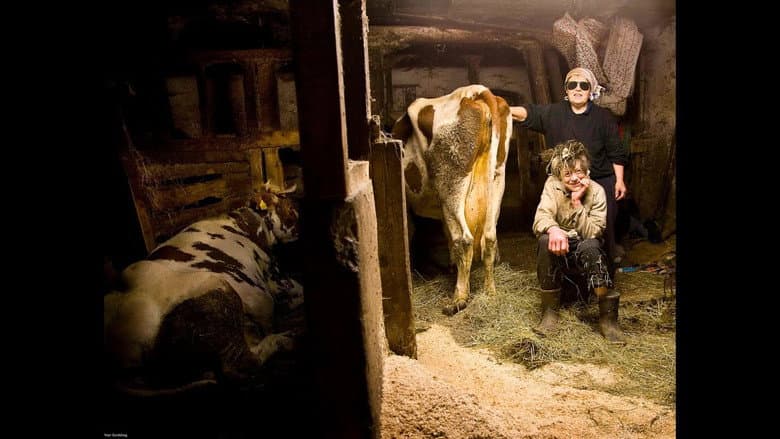 Backdrop from Women with Cows