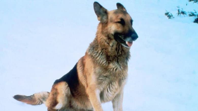 Backdrop from The Courage of Kavik, the Wolf Dog