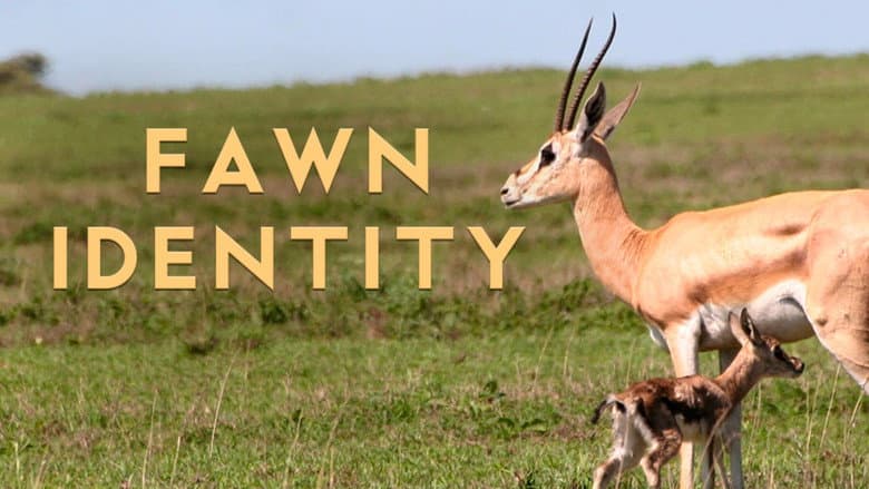 Backdrop from Fawn Identity
