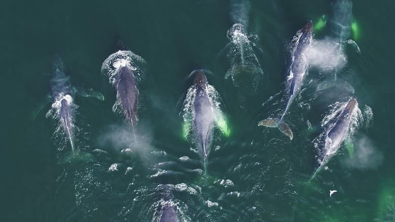 Backdrop from Genius sea hunters
