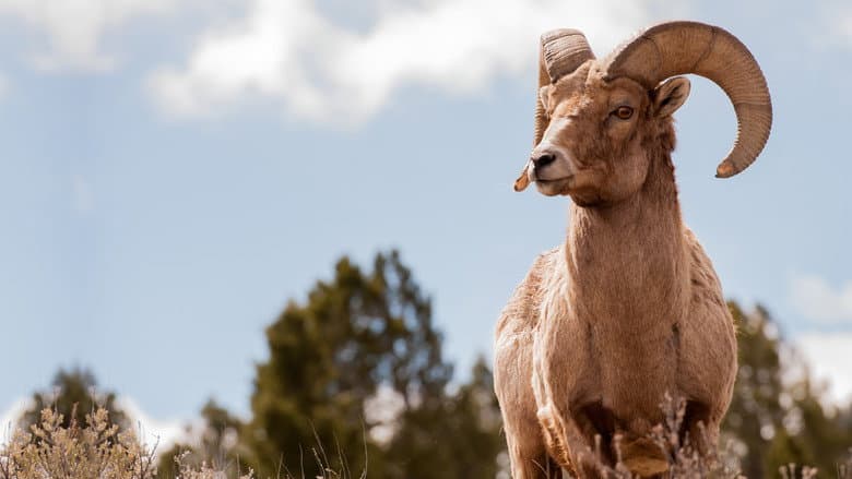 Backdrop from America's Greatest Animals