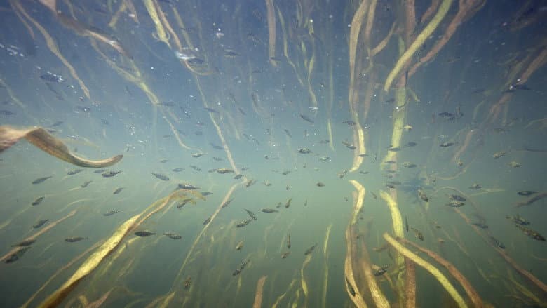 Кадр із фільму «Waves Beneath The Water, Secrets of freshwater life revealed»