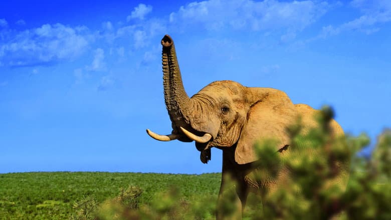 Backdrop from Gorongosa: Paradise Reborn