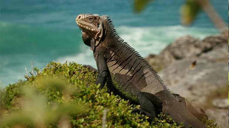 Backdrop from Caraïbes sauvages, les rivages de la diversité