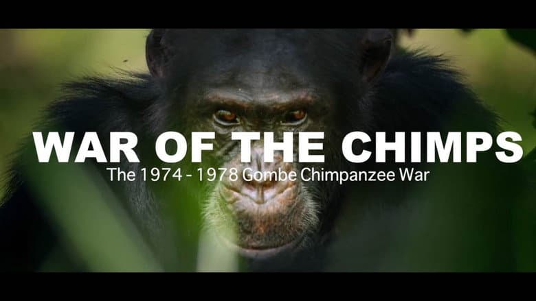 Backdrop from World War Chimp | The Brutal 1974 - 1978 Gombe Chimpanzee War: Documentary