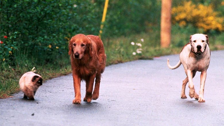 Backdrop from Homeward Bound II: Lost in San Francisco