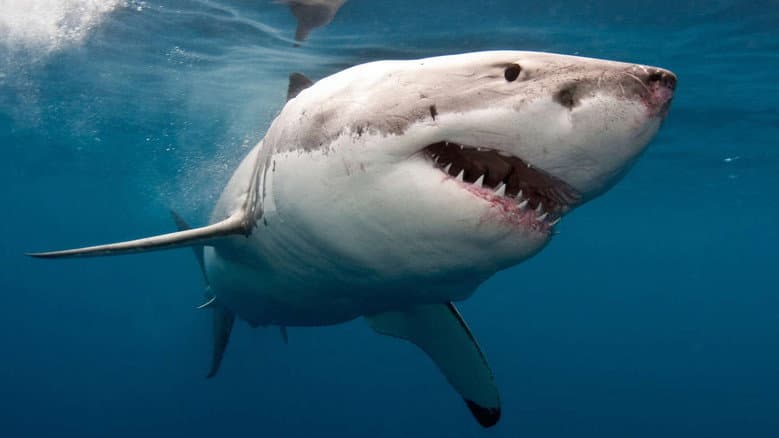 Backdrop from The Search for the Ocean's Super Predator