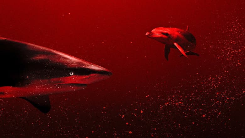 Backdrop from Sharks vs. Dolphins: Blood Battle
