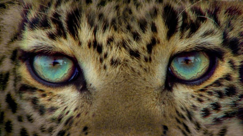 Backdrop from Jade Eyed Leopard