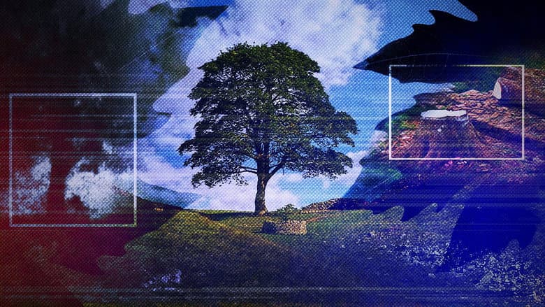 Кадр із фільму «The Sycamore Gap: From Roots to Ruin»