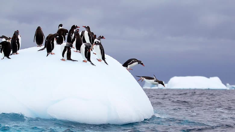Backdrop from Wild Antarctica