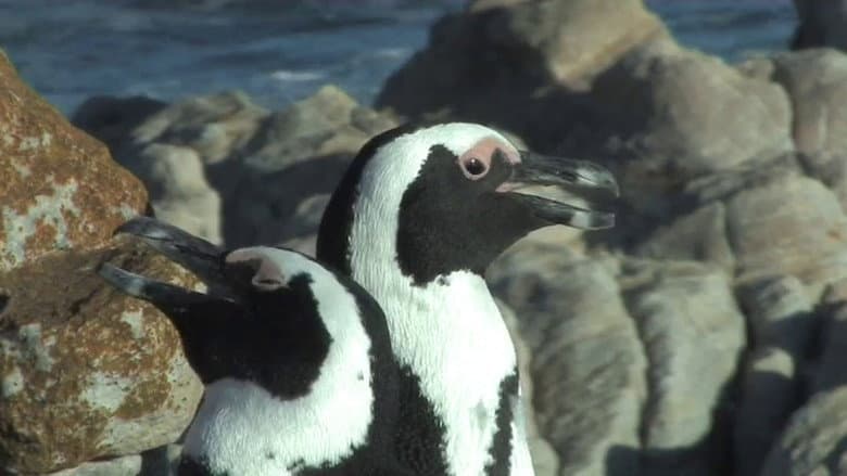 Backdrop from The African Penguin