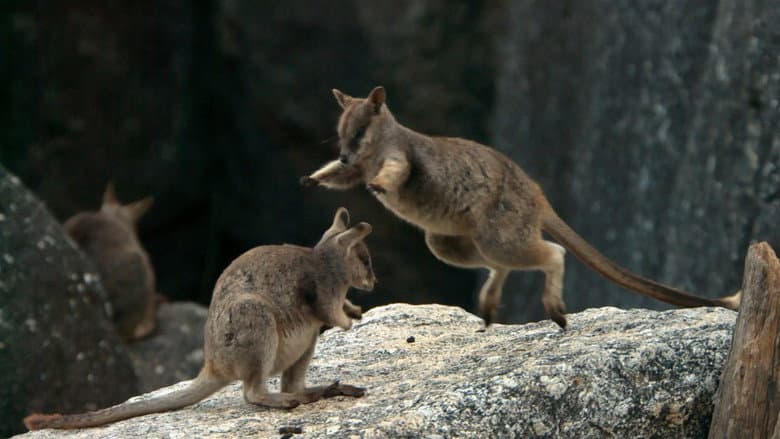 Backdrop from Meet the Marsupials