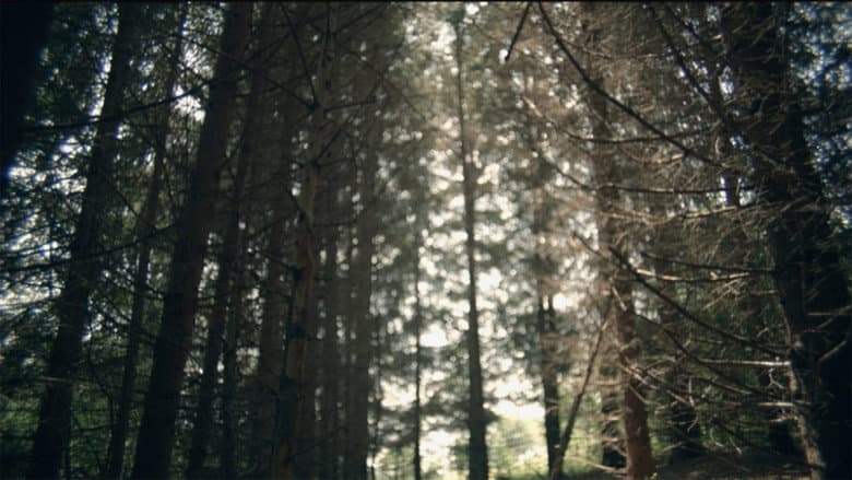 Backdrop from Own Forest