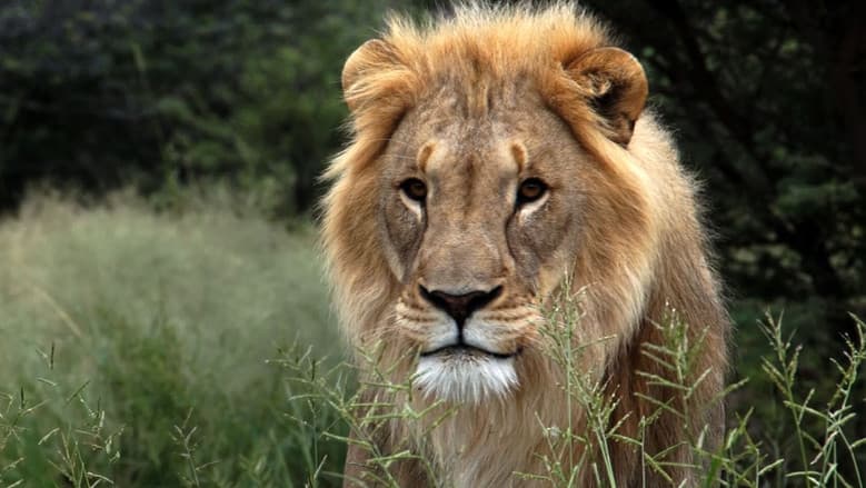 Backdrop from El fin de los grandes felinos