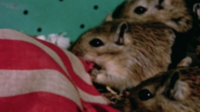 Backdrop from Rat Life and Diet in North America