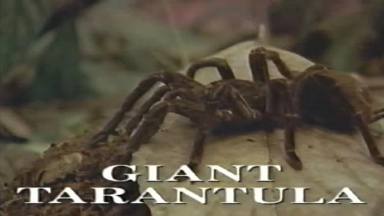 Backdrop from Predators of the Wild: Giant Tarantula