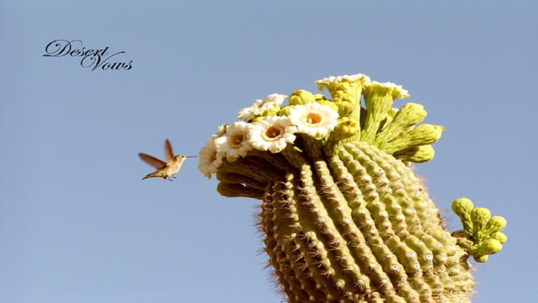 Backdrop from Desert Vows