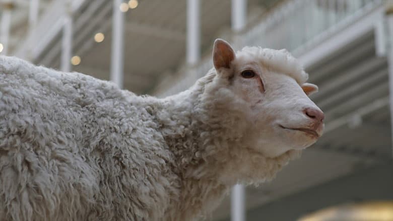 Backdrop from Dolly: The Sheep That Changed the World