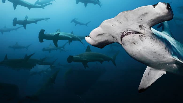 Backdrop from Galapagos Realm Of Giant Sharks
