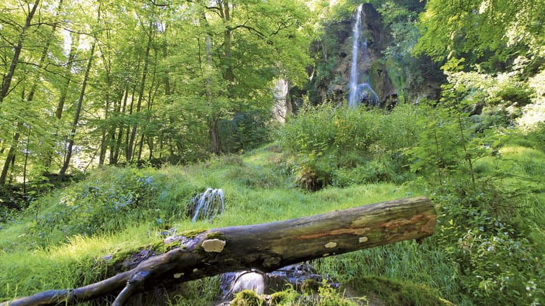 Backdrop from Natur pur - Deutsche Wälder