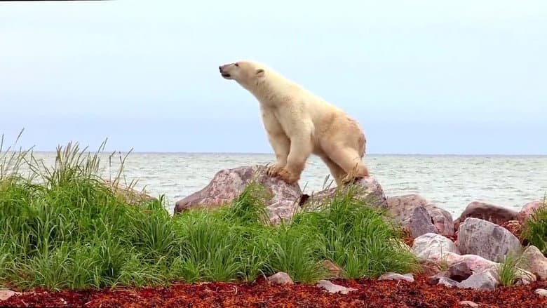 Backdrop from Polar Bears: A Summer Odyssey