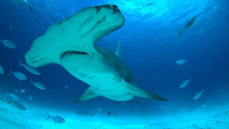 Backdrop from Mega Hammerhead