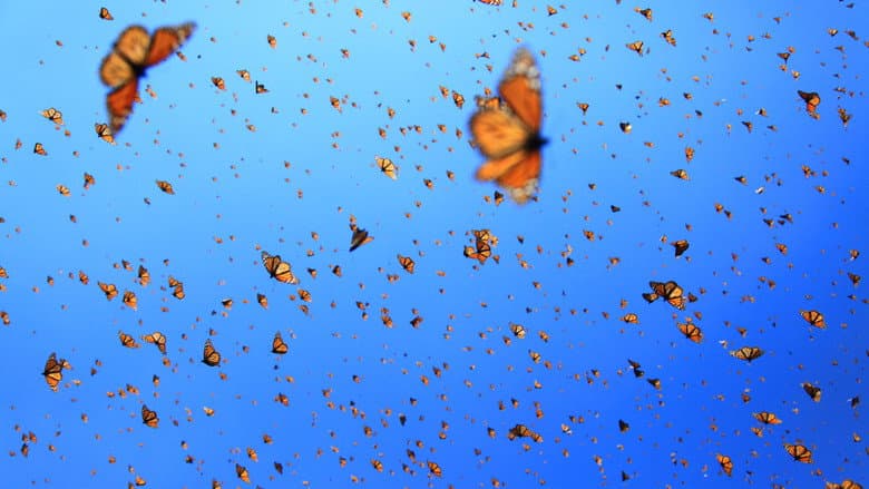 Backdrop from Flight of the Butterflies
