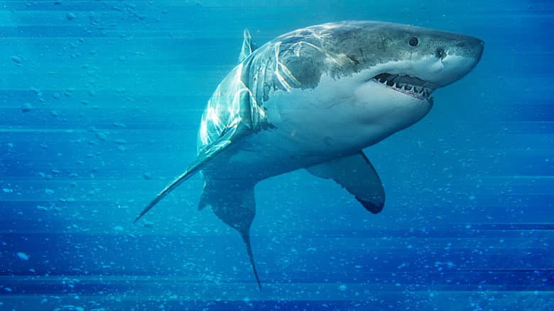 Backdrop from Game of Sharks