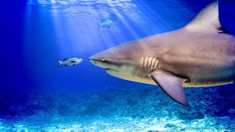 Backdrop from World's Biggest Bull Shark?