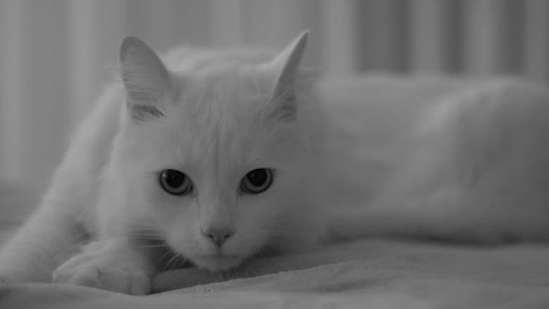 Backdrop from The Human, the Cat, the Beetle