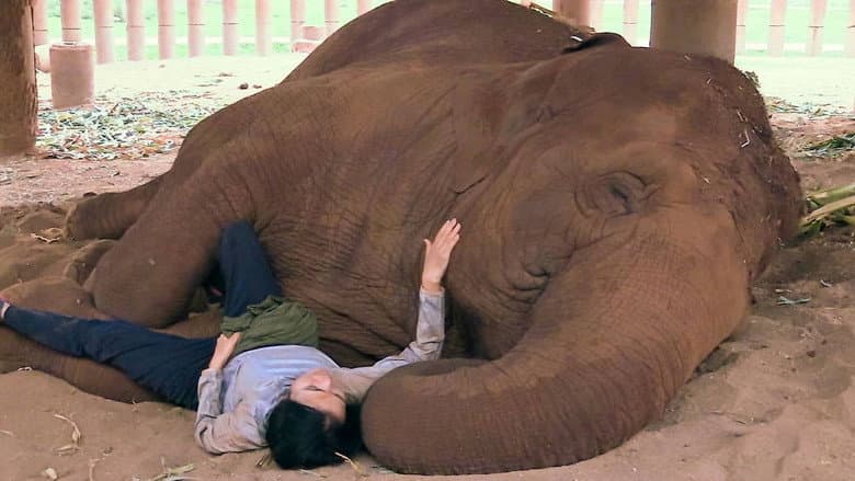 Backdrop from Elephant Mother