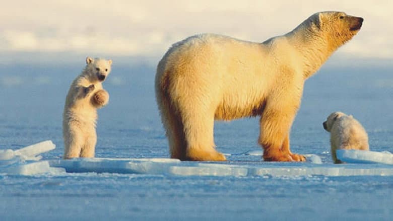 Backdrop from My Journey with a Polar Bear