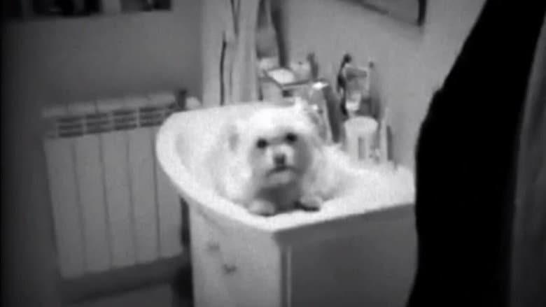 Backdrop from Dog in the Sink