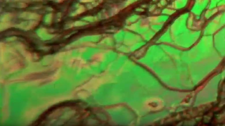 Backdrop from Liquid Crystals