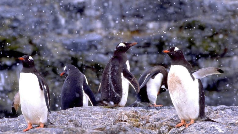 Backdrop from The Penguin Counters